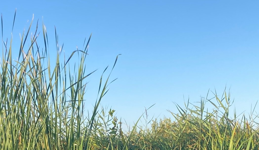 Lismoes en doddebaksel